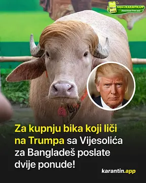 Za kupnju bika koji liči na Trumpa sa Vijesolića za Bangladeš poslate dvije ponude!
